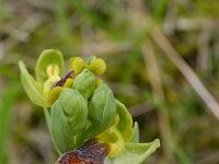 Ophrys lutea ssp melena 12, Saxifraga-Rien Schot