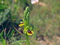 Ophrys lutea ssp minor 15, Saxifraga-Hans Dekker