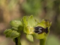 Ophrys lutea subsp. minor : Gebied, Israel, Ophrys, Orchid, www.Saxifraga.nl