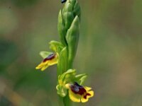 Ophrys lutea ssp minor 18, Saxifraga-Hans Dekker