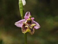 Ophrys lyciensis 5, Saxifraga-Hans Dekker