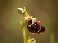 Ophrys mammosa 2, Saxifraga-Dirk Hilbers