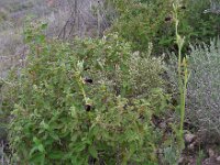 Ophrys mammosa 23, Saxifraga-Ed Stikvoort : s10 cyprus