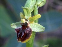 Ophrys massiliensis 7, Saxifraga-Hans Dekker