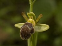 Ophrys omegaifera 2, Saxifraga-Willem van Kruijsbergen