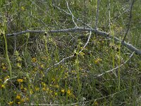 Ophrys passionis 32, Saxifraga-Willem van Kruijsbergen