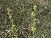 Ophrys passionis 9, Saxifraga-Willem van Kruijsbergen