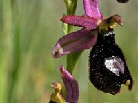 Ophrys saratoi 1, Saxifraga-Hans Dekker