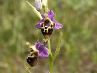 Ophrys scolopax 37, Saxifraga-Jan van der Straaten