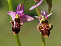 Ophrys scolopax 45, Saxifraga-Hans Dekker