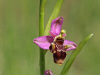 Ophrys scolopax 47, Saxifraga-Hans Dekker