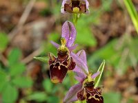 Ophrys scolopax 6, Saxifraga-Hans Dekker