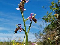 Ophrys scolopax 9, Saxifraga-Hans Dekker