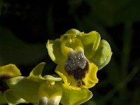 Ophrys sicula 1, Saxifraga-Willem van Kruijsbergen