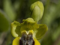 Ophrys sicula 2, Saxifraga-Willem van Kruijsbergen