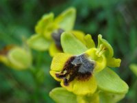 Ophrys sicula 20, Saxifraga-Ed Stikvoort