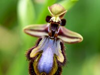 Ophrys speculum 105, Saxifraga-Sonja Bouwman  Spiegelophrys - Ophrys speculum - Orchidaceae familie; Praia da Boca do Rio (Pt)