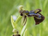 Ophrys speculum 106, Saxifraga-Willem van Kruijsbergen