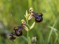 Ophrys speculum 107, Saxifraga-Willem van Kruijsbergen