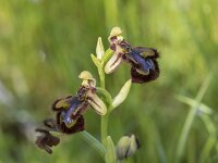 Ophrys speculum 108, Saxifraga-Willem van Kruijsbergen