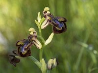 Ophrys speculum 109, Saxifraga-Willem van Kruijsbergen
