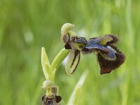 Ophrys speculum 110, Saxifraga-Willem van Kruijsbergen