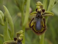 Ophrys speculum 26, Saxifraga-Willem van Kruijsbergen