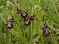 Ophrys speculum 29, Saxifraga-Jan van der Straaten