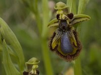 Ophrys speculum 30, Saxifraga-Willem van Kruijsbergen