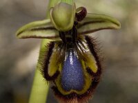 Ophrys speculum 44, Saxifraga-Willem van Kruijsbergen
