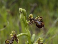 Ophrys speculum 55, Saxifraga-Willem van Kruijsbergen