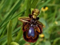 Ophrys speculum 6, Saxifraga-Hans Dekker