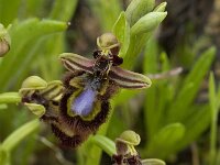Ophrys speculum 60, Saxifraga-Willem van Kruijsbergen