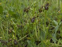 Ophrys speculum 62, Saxifraga-Willem van Kruijsbergen