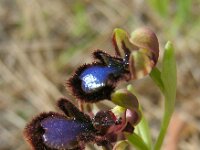 Ophrys speculum 94, Saxifraga-Ed Stikvoort