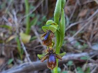 Ophrys speculum ssp lusitanica 103, Saxifraga-Ed Stikvoort