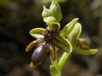 Ophrys speculum ssp lusitanica 68, Saxifraga-Willem van Kruijsbergen