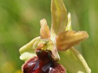 Ophrys sphegodes 29, Saxifraga-Hans Dekker