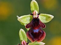 Ophrys subinsectifera 3, Saxifraga-Hans Dekker