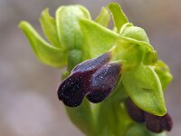 Ophrys sulcata 7, Saxifraga-Hans Dekker