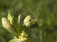 Ophrys umbilicata (Carmeli-type) : Gebied, Israel, Ophrys, Orchid, www.Saxifraga.nl