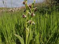 Ophrys umbilicata 9, Saxifraga-Ed Stikvoort