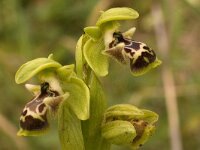 Ophrys umbilicata subsp. flavomarginata : Gebied, Israel, Ophrys, Orchid, www.Saxifraga.nl