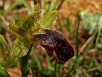 Ophrys vasconica 3, Saxifraga-Hans Dekker