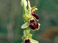 Ophrys virescens 2, Saxifraga-Hans Dekker