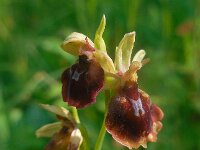 Ophrys x devenensis