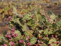 Opuntia dillenii 14, Saxifraga-Ed Stikvoort