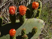 Opuntia ficus-indica 11, Saxifraga-Ed Stikvoort