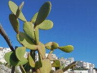 Opuntia ficus-indica 13, Saxifraga-Ed Stikvoort