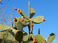 Opuntia ficus-indica 14, Saxifraga-Ed Stikvoort